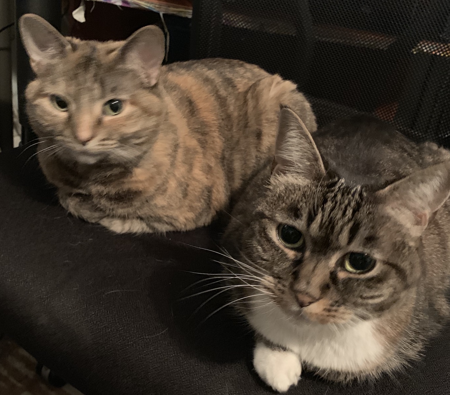 Two cats sitting on a chair