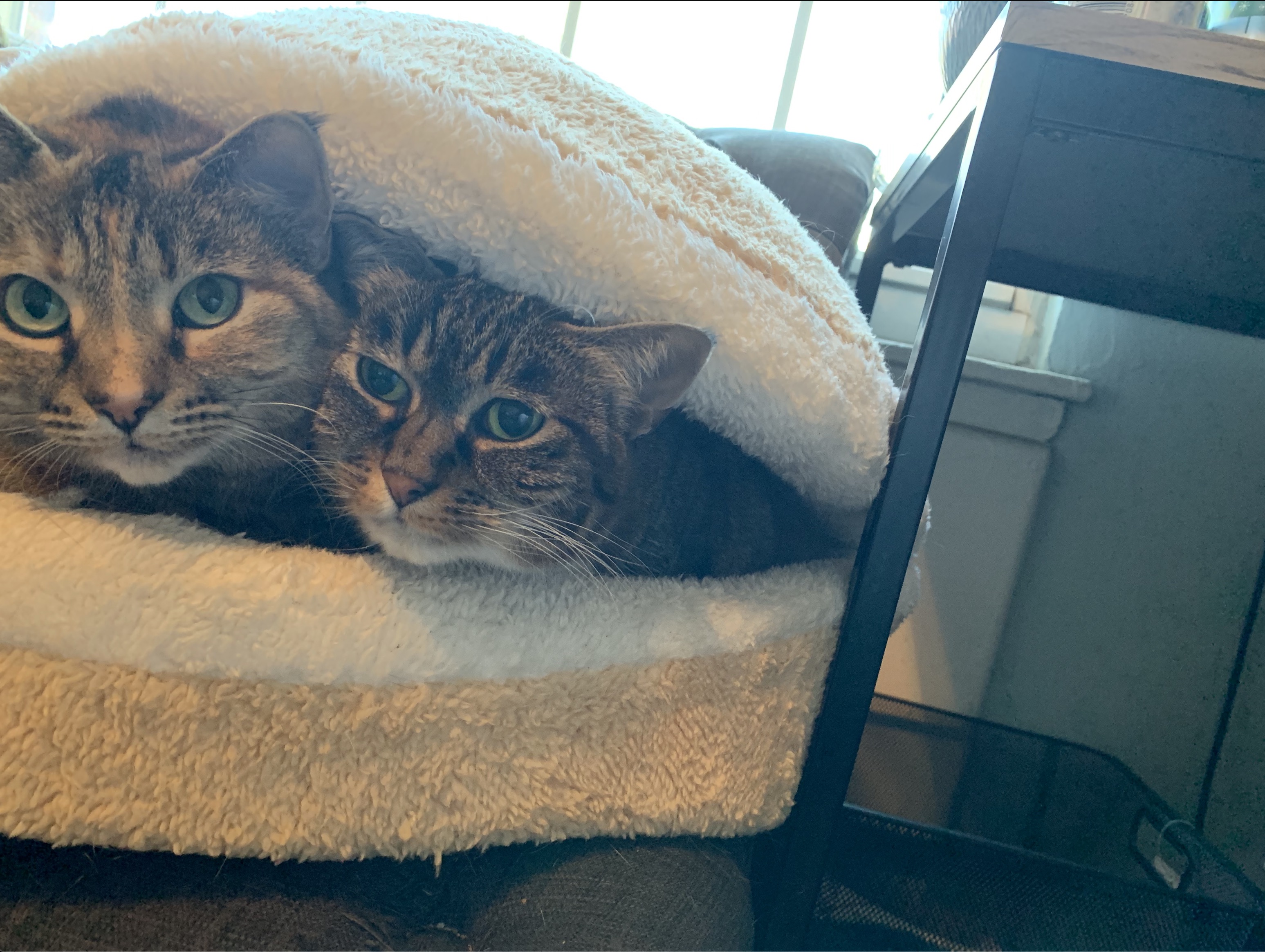 Two cats in a fuzzy clamshell